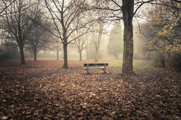 Mglisty, ponury, opuszczony park