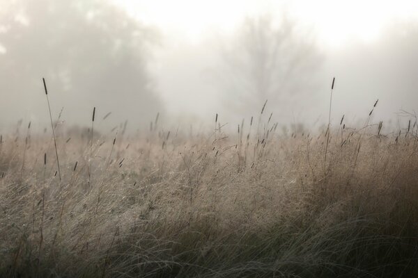 Grass dew fog trees