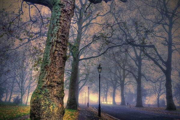 Autumn road lungo alberi senza foglie