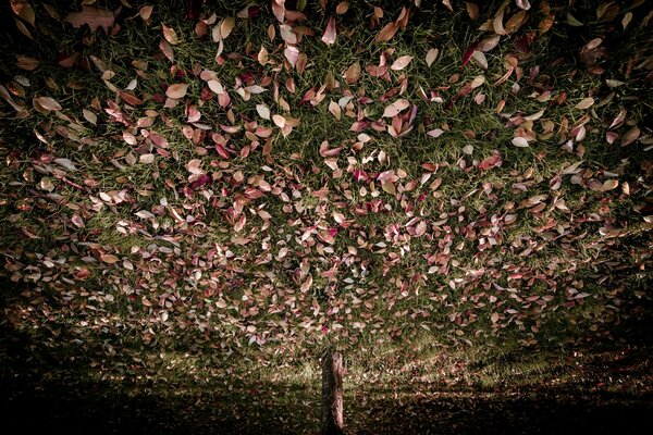 La extraordinaria belleza de la naturaleza