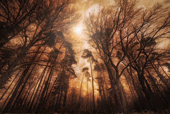 Tall Trees photographed from below