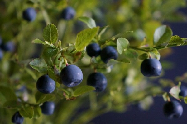 Large night blueberries