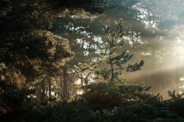 Bosque por la mañana en la niebla