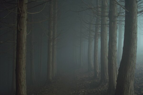 Sentier dans le brouillard de la forêt du crépuscule