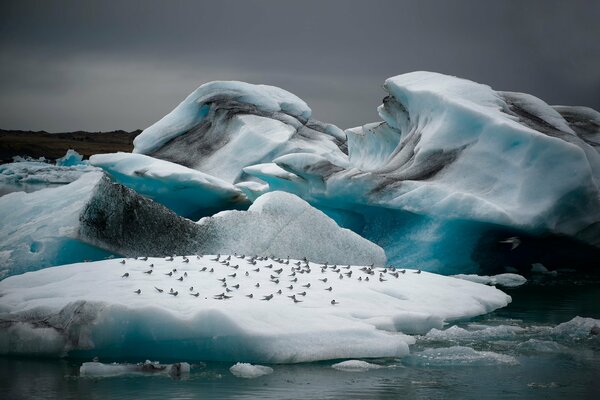 Deshielo del glaciar, bandada de pájaros