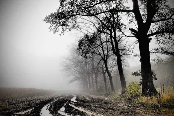 The road to dol fields with fog