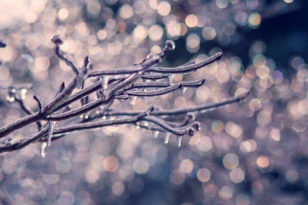 A tree branch covered with ice