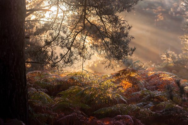 Brume matinale dans la forêt mystérieuse