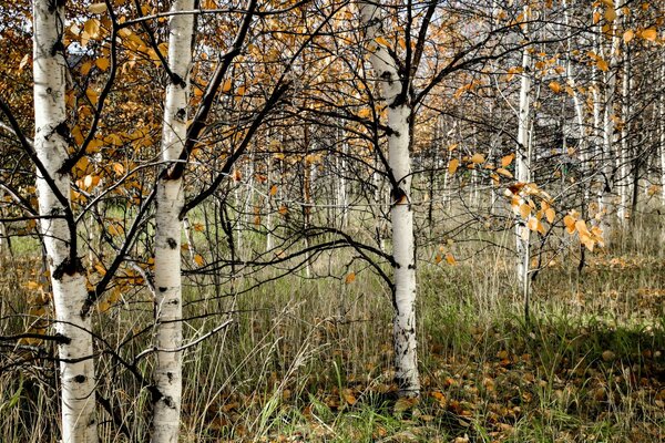 Birken im Herbstwald