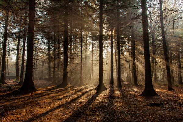 Rayos de sol en el bosque de otoño