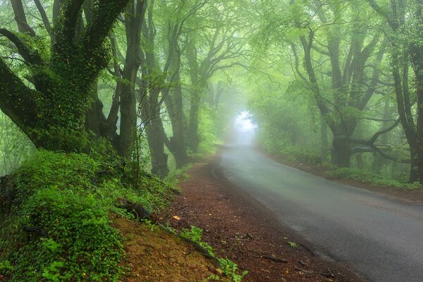 Strada nebbiosa nella foresta primaverile