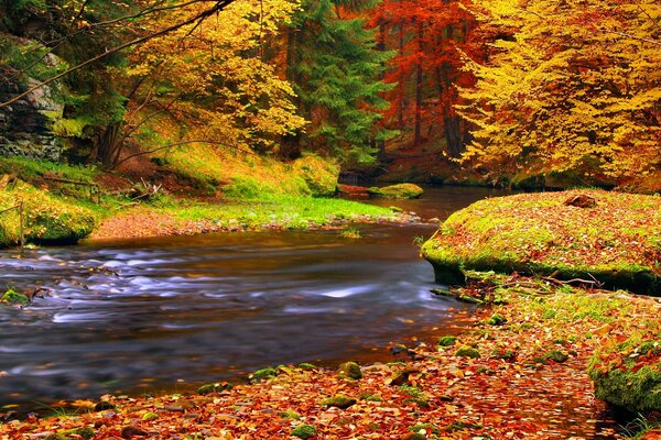 River in the autumn forest