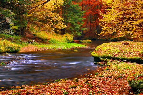 Río en el bosque de otoño