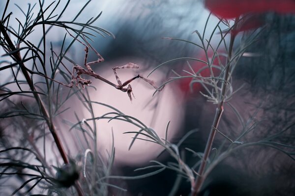 Reflet de la lune dans de fines branches vertes