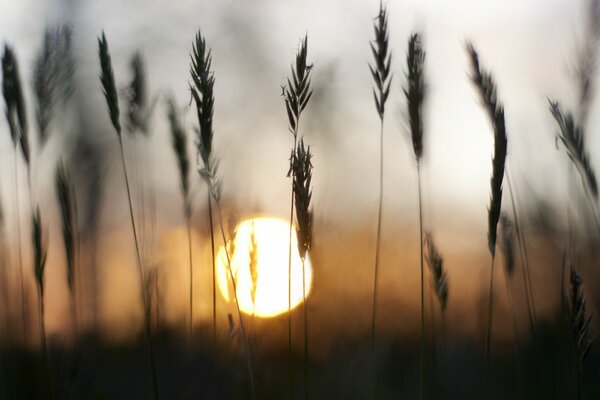 Black spikelets of cereals on the background of sunset