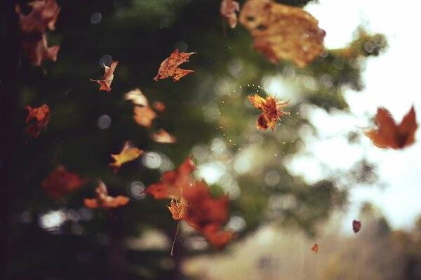 Herbstgelbe Blätter wirbeln
