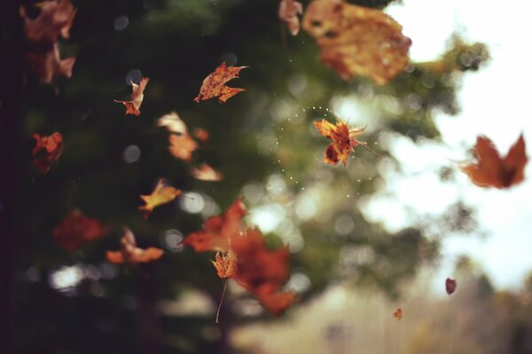 Autumn yellow leaves are spinning