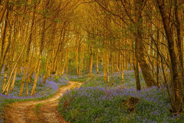 Der Weg führt in den Blumenwald