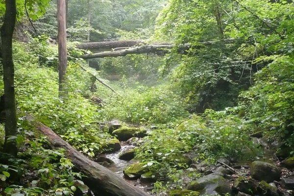 Dense spring forest and forest river