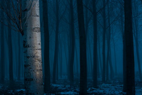 Birkenhain auf blauem Hintergrund im Dunkeln