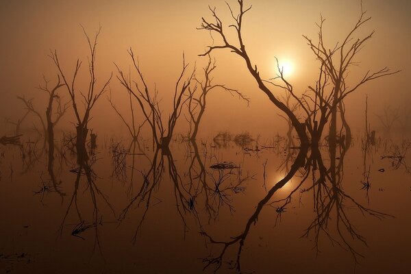 Sole intrigante dietro gli alberi secchi