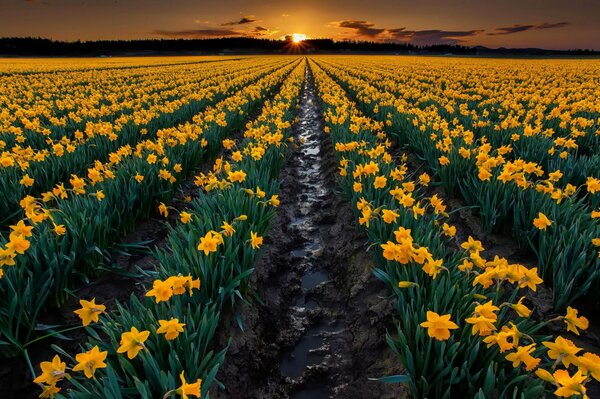 Yellow daffodils on the background of a beautiful sunset