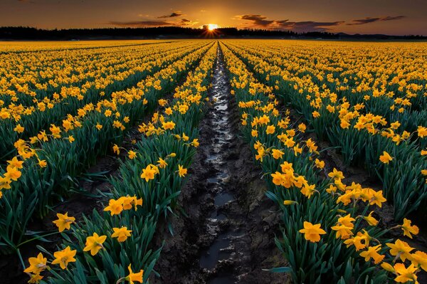 Narcisos amarillos en el fondo de una hermosa puesta de sol