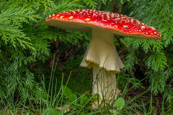 Macro photography of the mushroom fly agaric in the branches