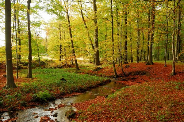 Piccolo ruscello nella foresta d autunno