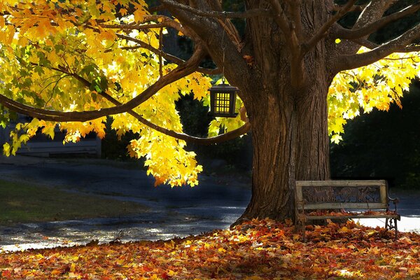 Banc sous un arbre puissant avec mangeoire à oiseaux. Automne