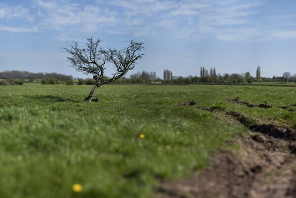 Ein einsamer Baum im grünen Feld