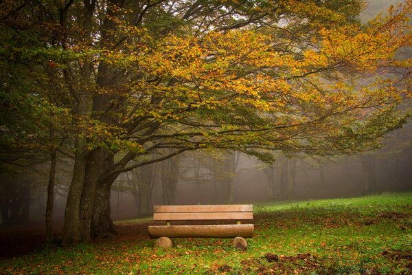 Park bench under the crown