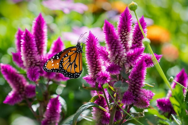 Gros plan de tir d un papillon sur une fleur