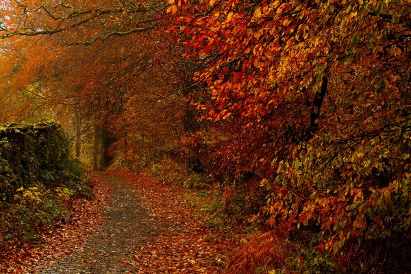 Otoño árboles camino hojas