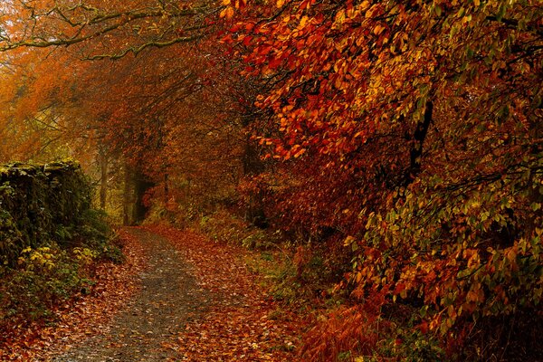 Jesień drzewa ścieżka liście