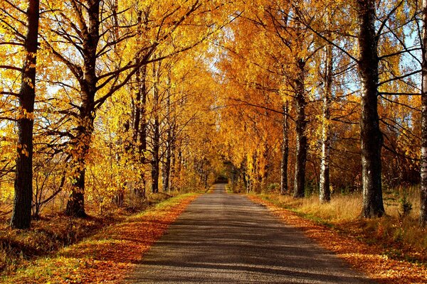 Promenade dans le parc d automne