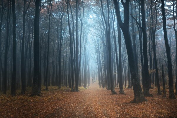 Autumn path strewn with leaves, among the trees