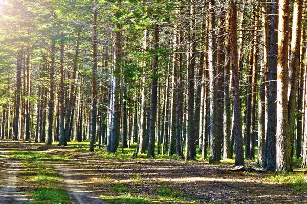 Summer sunny road in a pine forest