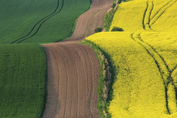 Verde e giallo, e nel mezzo della strada