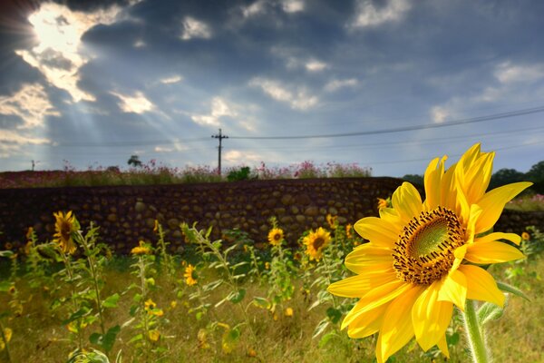 Girasole soleggiato in una giornata estiva