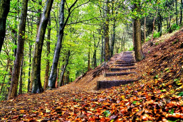 Un paseo por el parque de otoño entre los árboles