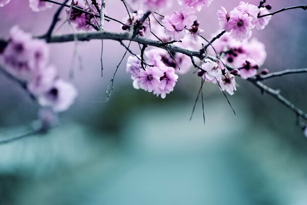 Pale pink blooming apple tree branch on a blurry background