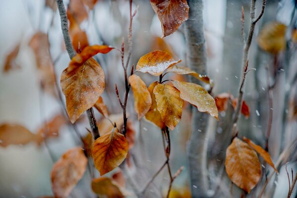 Hojas amarillas de otoño en la nieve