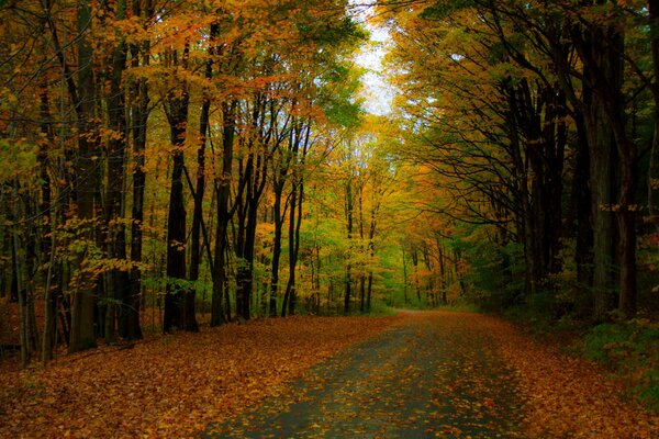 In autumn, colorful leaves fall from trees in the forest