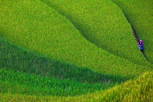 A woman in a field in Vietnam