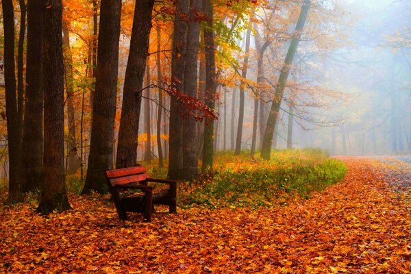 Parque vacío de otoño rojo y rojo