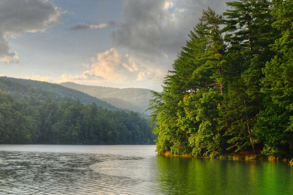 Mañana en el bosque cerca del lago