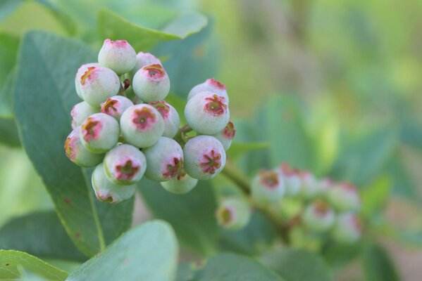 Macro shooting of green blueberries