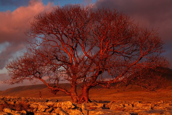 A tree at sunset