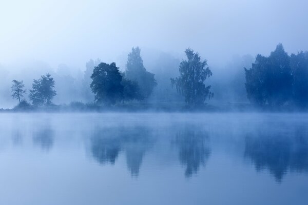 Morning forest by the lake in the fog